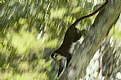 Picture Title - Red-Tailed Monkey running down tree