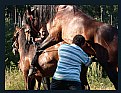 Picture Title - horse love