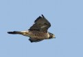 Picture Title - Peregrine Falcon