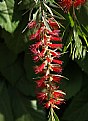 Picture Title - Brush Flower