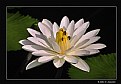 Picture Title - Night-Flowering Waterlily (d2777)