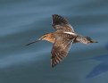 Picture Title - Dowitcher