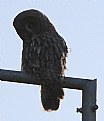 Picture Title - Great Grey Owl - Strix Nebulosa