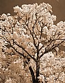 Picture Title - Golden Tree