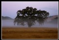 Picture Title - Mist and Oak