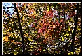 Picture Title - Occidental fall colors
