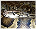 Picture Title - Burmese Python