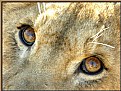 Picture Title - Wondering.....
