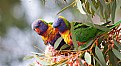 Picture Title - Parrots