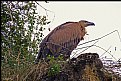 Picture Title - Griffon vulture at rio Duraton - Spain