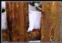 Picture Title - Life on wood and snow