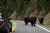 YELLOWSTONE TRAFFIC