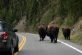 Picture Title - YELLOWSTONE TRAFFIC