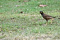 Picture Title - inquisitive bird