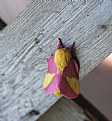 Picture Title - Rosy Maple Moth