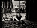 Picture Title - Hen's Home