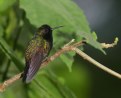 Picture Title - Black-bellied Hummingbird