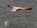 Picture Title - Flamingo Launching...