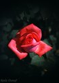 Picture Title - Rose