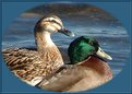 Picture Title - Mr & Mrs Duck