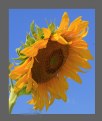 Picture Title - SUNFLOWER PROFILE