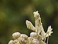 Picture Title - Devil Mantis