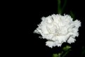 Picture Title - the white carnation