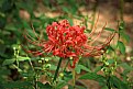 Picture Title - Spider Lilly