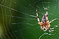 Picture Title - Spider