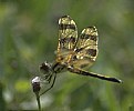 Picture Title - Golden Winged Dragonfly