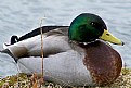 Picture Title - Sunning Duck