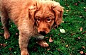 Picture Title - Alopex - The toller