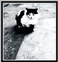 Picture Title - the cat