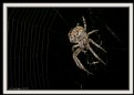 Picture Title - Arachnophobia