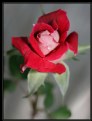 Picture Title - Love Rose