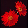 Picture Title - OrangeGerberas