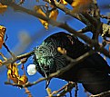 Picture Title - TUI ##