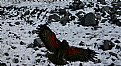 Picture Title - Kea - New Zealand Native Parrot