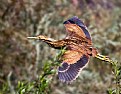 Picture Title - American Bittern Fly By