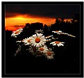 Picture Title - Flower in sunrise