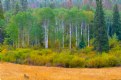 Picture Title - Poplars