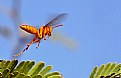 Picture Title - fly