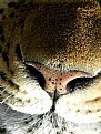 Picture Title - Leopard Nose