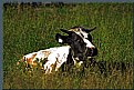 Picture Title - Cow