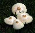 Picture Title - Wild Mushroom 