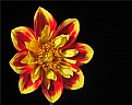 Picture Title - red/yellow dahlia 2