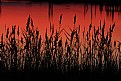 Picture Title - Grasses