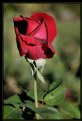 Picture Title - Red Rose