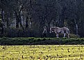 Walking a horse