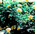 Picture Title - Flowers & Bush